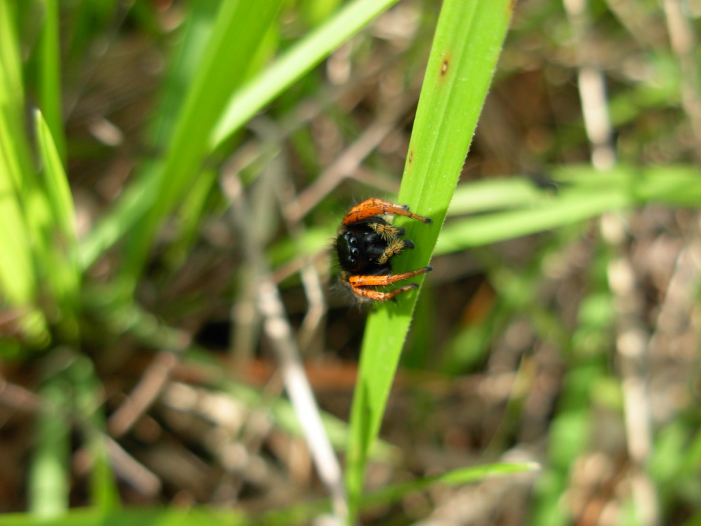 Philaeus chrysops